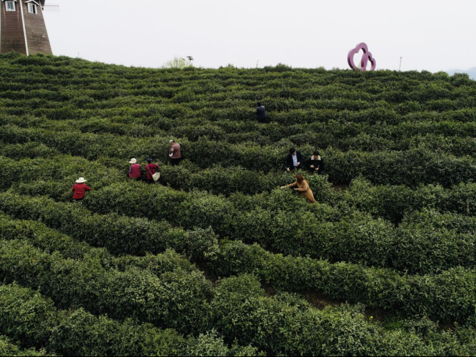 陜西廣電融媒體集團(tuán)農(nóng)林衛(wèi)視助力陜西茶區(qū)“以茶興業(yè)，以茶富民”