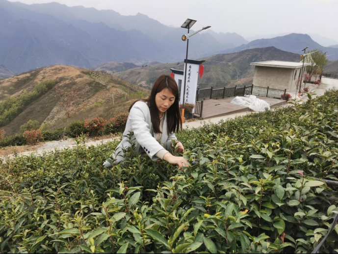 陜西廣電融媒體集團(tuán)農(nóng)林衛(wèi)視助力陜西茶區(qū)“以茶興業(yè)，以茶富民”